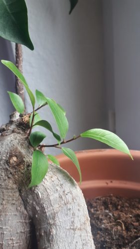 Ficus Bonsai mit neuen Austrieben